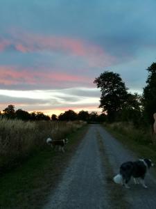 two dogs walking down a dirt road at sunset at Chez Pastuso in Brigueuil-le-Chantre