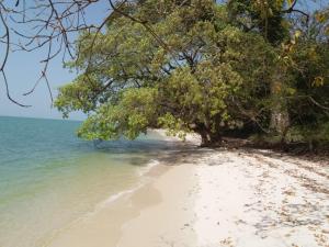 a beach with trees and the ocean in the background at Saldomar B&Biosphere in Bubaque