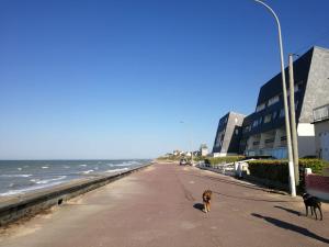 zwei Hunde laufen eine Straße entlang, direkt am Meer in der Unterkunft La croisette in Bernières-sur-Mer