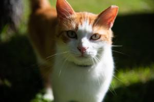 Blejska Dobrava的住宿－Rooms Malina，一只橙色和白色的猫坐在草地上
