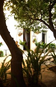 a white house with a tree in front of it at B&B del Giglio in Cefalù