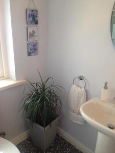 a bathroom with a plant in a pot next to a sink at Glaslough Ramblers Rest in Monaghan +24 photos