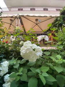 a garden with white flowers and an umbrella at Hotel Palavas in Villar Pellice
