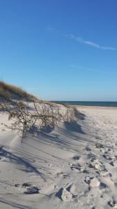 a sandy beach with a tree in the sand at Dom Rybaka apartament 4 in Ustka