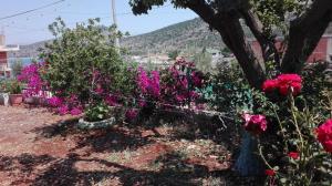 un jardín con flores rosas y un árbol en Baci Apartments, en Ksamil