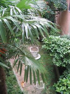 un jardín con una palmera y una planta en Ca' Turelli, en Venecia