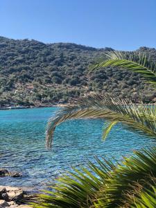 a palm tree in front of a body of water at Kekova Hotel in Kaş