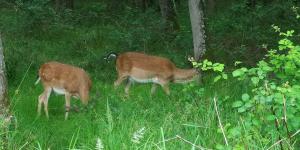 deux pâturages de cerfs dans l’herbe dans un champ dans l'établissement Villa Sant’Uberto Country Inn, à Radda in Chianti