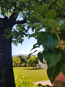 un árbol con hojas verdes en un parque en Appartamenti Ca'Melia, en Sarzana