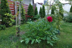 un jardín con una flor roja en la hierba en Casa Garda, en Simeria