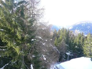 マリッレーヴァにあるAppartamento Sole Altoの雪に覆われた森の木々の景色