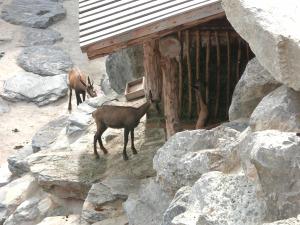 Zvieratá v apartmáne alebo blízkom okolí
