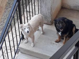 Domácí mazlíčci ubytovaní s hosty v ubytování Guesthouse Resan