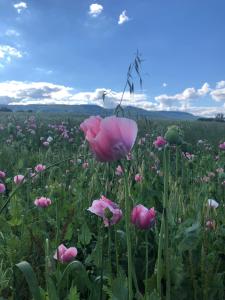 um campo de flores cor-de-rosa num campo em Ferienwohnung “Mount Meißner” em Germerode