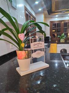 AjuyにあるApartamento Garceyの台台に座る鉢植え
