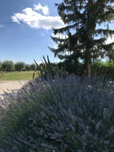 een veld van paarse bloemen met een boom op de achtergrond bij Casa Gavenniae in Nocciano