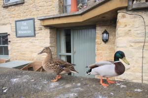 Animals at the inn or nearby 