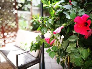 A garden outside BELLA PALERMO