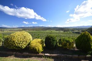 a row of bushes in a field with mountains in the background at Sancerre Estate in Ballandean