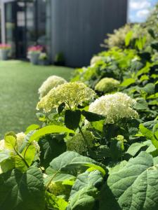 een veld van groene planten met witte bloemen bij Mar y Luz in Koksijde