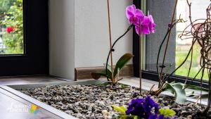 a purple flower in a window sill with rocks at 4 Seasons - House in Sub Cetate