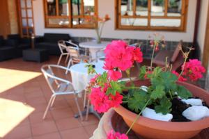 a potted plant with pink flowers in a room at B&B La Vigna in Lamezia Terme