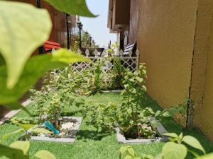 a group of plants sitting on the side of a building at Arabian Hotel Apartments in Ajman 