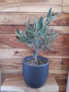 Fotografie z fotogalerie ubytování little olive tree house v destinaci Sali