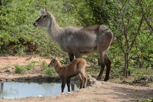 una cabra y una cabra bebé de pie junto al agua en Bushvilla Umoja Kruger, en Phalaborwa