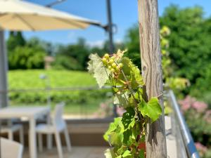 Vonkajšia záhrada v ubytovaní Relais Le Betulle