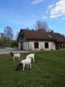 un grupo de animales pastando en la hierba frente a una casa en Atpūtas Vieta Raudiņi, en Kaltene