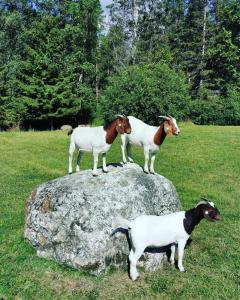 tres cabras de pie en una roca en un campo en Atpūtas Vieta Raudiņi, en Kaltene
