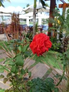 una rosa roja sentada en medio de un jardín en Lamares Pousada de Charme, en Santa Cruz Cabrália