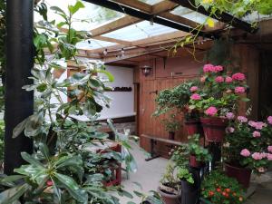 un invernadero lleno de plantas y flores en Casa Maza Apartamentos, en Biescas