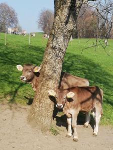 duas vacas estão ao lado de uma árvore em Billenberghof em St. Gallen