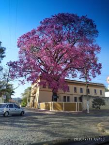 a tree with purple flowers in front of a building at Casa Rosário Centro de Amparo in Amparo