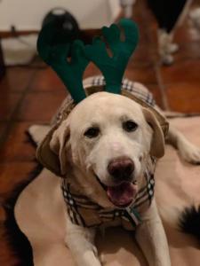 Et eller flere kæledyr der bor med gæster på Casa Rural La Picota