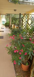un groupe de plantes aux fleurs roses sur un patio dans l'établissement Hotel Casa Popi, à Malcesine