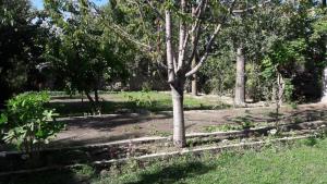 a tree in the middle of a park at Rafsal The Guest House in Tandal