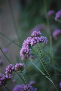 Un mazzo di fiori viola con un'ape sopra. di Het Oud Schoolmeesterhuis a Watou