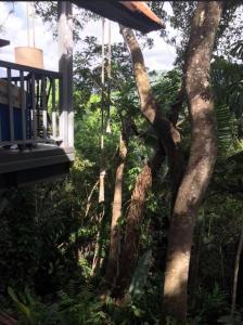 a view of a forest with trees and a porch at Mossman Gorge Bed and Breakfast in Mossman