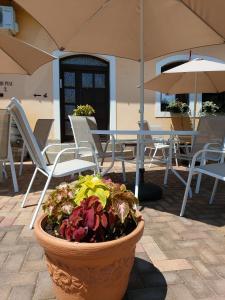 聖安德烈的住宿－霍瓦特夫加多旅館，庭院里种着植物,有椅子和遮阳伞
