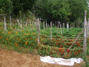 um jardim com um ramo de flores em Agriturismo Nonno Tobia em Agerola