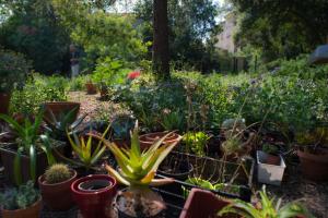 un jardin rempli de nombreuses plantes en pot dans l'établissement GinKgo, à Marseille