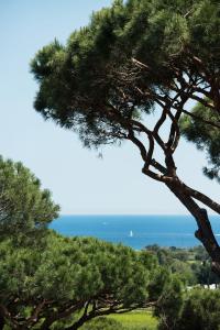 a pine tree with the ocean in the background at Hôtel Villa Marie Saint Tropez in Saint-Tropez