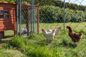 Altri animali domestici presso la casa vacanze o nei dintorni