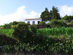 ein weißes Haus auf einem Hügel mit Blumen in der Unterkunft Areias da Prainha in Prainha de Cima