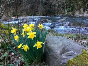 a bunch of daffodils by a rock next to a river at Relax totale nel Bosco Lucca in Ghivizzano
