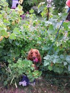 GustowにあるHaus Bernsteinchenの庭中座褐色犬