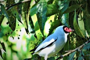 シャパダ・ドス・ギマランイスにあるPousada, Hostel e Camping Jardim da Mataの青白鳥 +70枚の写真